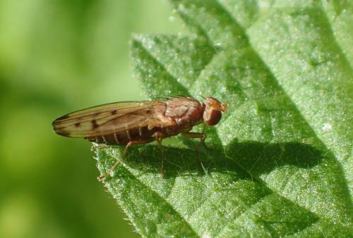 Opomyza florum